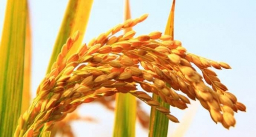 富硒大米有哪些营养成分